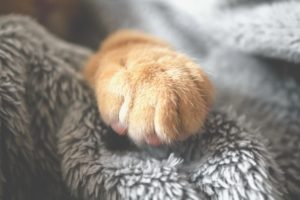 a close up one an orange and white cat paw sitting on a grey blanket