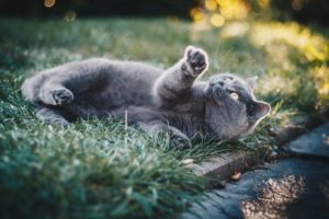 grey cat lying in grass looking at the sky