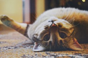 cat lying upside down up close to camera