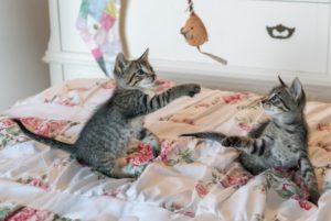 two grey and silver cats playing with a mouse toy